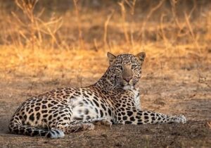 مشاهده یک قلاده پلنگ ایرانی در نزدیکی تهران/ عکس