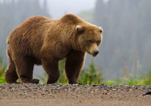 مشاهده یک قلاده خرس با دو توله در این استان/ عکس