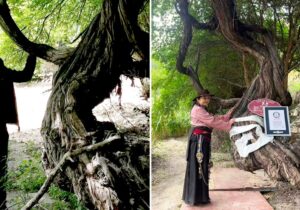 قدیمی‌ترین درخت انگور جهان/ عکس