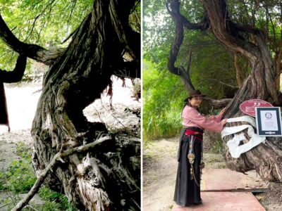 قدیمی‌ترین درخت انگور جهان/ عکس