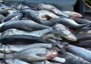 سرانه مصرف ماهی در استان آذربایجان‌غربی تقریبا نصف کشور و یک سوم جهان!