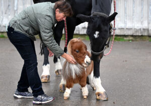 تصویر کوچکترین اسب دنیا با ۵۳ سانتیمتر قد