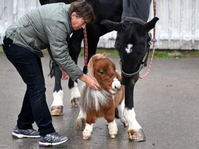 تصویر کوچکترین اسب دنیا با ۵۳ سانتیمتر قد