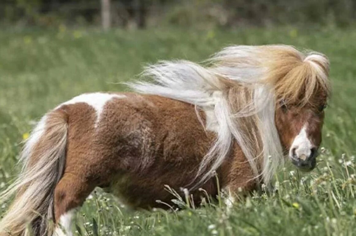 کوچکترین اسب دنیا/ عکس