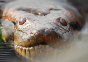 این مار عظیم‌الجثه‌ ۱۲ میلیون سال بدون تغییر باقی مانده