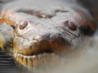 این مار عظیمالجثه ۱۲ میلیون سال بدون تغییر باقی مانده