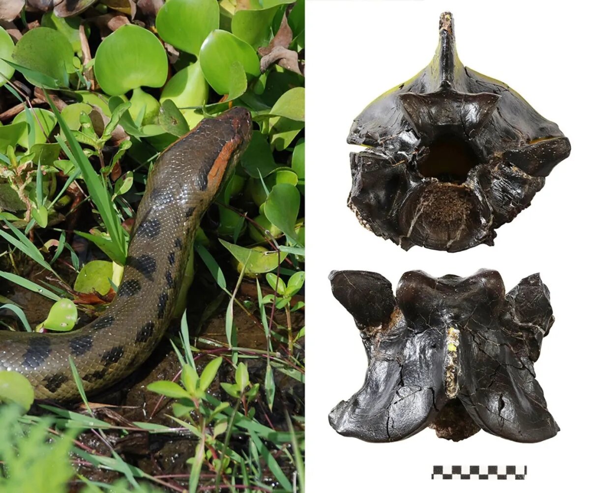 این مار عظیمالجثه ۱۲ میلیون سال بدون تغییر باقی مانده