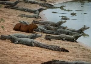 چرا تمساح این طعمه آسان را شکار نمی‌کند؟ / راز یک همزیستی عجیب