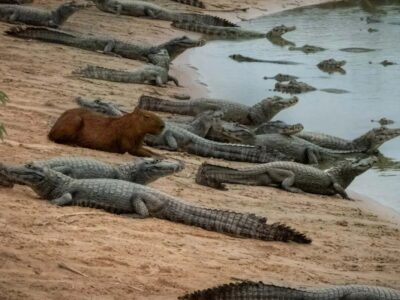 چرا تمساح این طعمه آسان را شکار نمی‌کند؟ / راز یک همزیستی عجیب