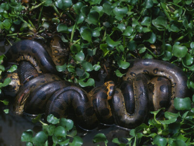 آناکوندای ۱۲ میلیونساله/ مار غولپیکری که هرگز کوچک نشد