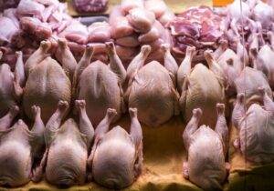 قیمت مرغ تا این تاریخ ۱۵ درصد افزایش مییابد/جزییات