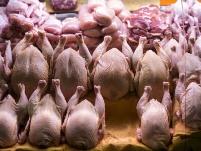 قیمت مرغ تا این تاریخ ۱۵ درصد افزایش مییابد/جزییات