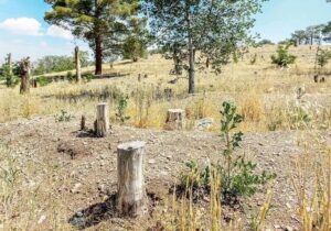 کاغذ مصرف می کنیم که کتاب درسی چاپ شود؛ این یعنی نابودی جنگلهای هیرکانی