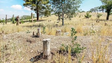 کاغذ مصرف می کنیم که کتاب درسی چاپ شود؛ این یعنی نابودی جنگلهای هیرکانی