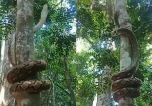 مار پیتون عظیمالجثه در یک چشم به هم زدن مثل فنر از درخت بالا میرود