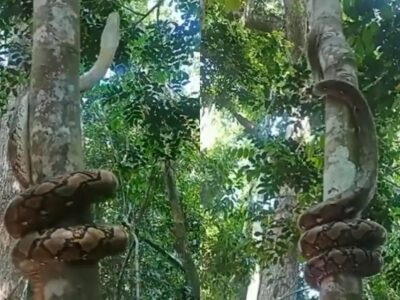 مار پیتون عظیم‌الجثه در یک چشم به هم زدن مثل فنر از درخت بالا می‌رود