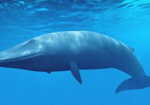 ببینید | تلاش نهنگ عدن برای نفس کشیدن در دریای آلوده