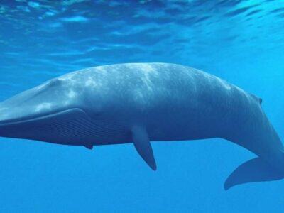 ببینید | تلاش نهنگ عدن برای نفس کشیدن در دریای آلوده