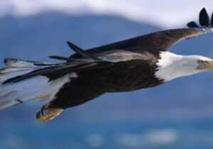 ببینید | نمای خیرهکنندهای از چشم عقاب؛ پروازی بر فراز قلههای پوشیده از برف