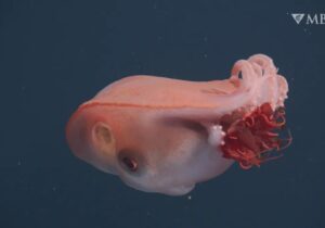 هیولای ژلهای اعماق دریا پیدا شد /عکس