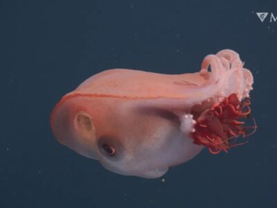 هیولای ژلهای اعماق دریا پیدا شد /عکس