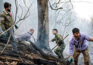 ببینید | اطفای فوری حریق جزئی در جنگل الیت
