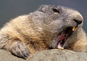 ببینید | قدمزدن سگ آبی در خیابانهای وروتسواف