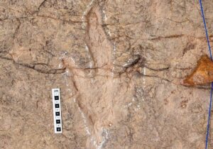 دانشمندان ۱۶ هزار ردپای دایناسور را در بولیوی ثبت کردند