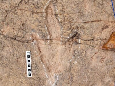 دانشمندان ۱۶ هزار ردپای دایناسور را در بولیوی ثبت کردند