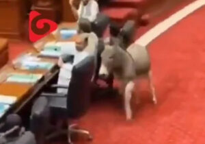 ببینید | ورود غیر منتظره یک الاغ به پارلمان پاکستان!