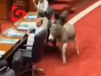 ببینید | ورود غیر منتظره یک الاغ به پارلمان پاکستان!