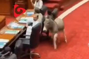 ببینید | ورود غیر منتظره یک الاغ به پارلمان پاکستان!