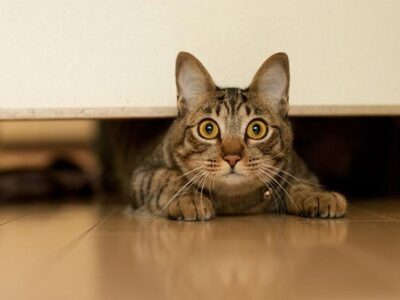 ببینید | اقدام عجیب اما خنده‌دار یک گربه هنگام وحشت از یک مارمولک!