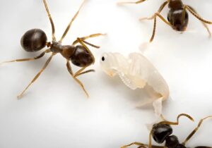 فداکاری بی‌نظیر / سربازانی که برای نجات کلونی جان می‌دهند