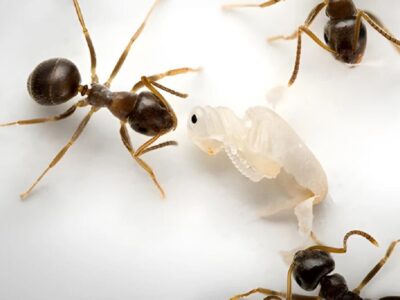 فداکاری بی‌نظیر / سربازانی که برای نجات کلونی جان می‌دهند