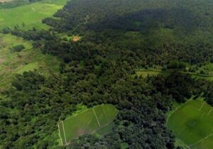 بهای واقعی جنگل‌کاری عظیم چین