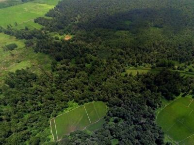 بهای واقعی جنگل‌کاری عظیم چین