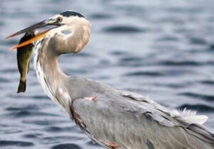ببینید | سرعت و دقت یک مرغ مارگردن هنگام بلعیدن ماهی