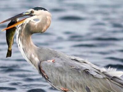 ببینید | سرعت و دقت یک مرغ مارگردن هنگام بلعیدن ماهی