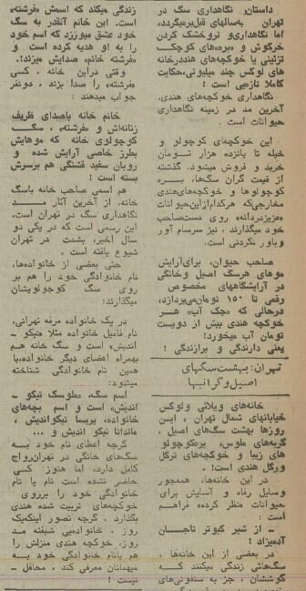 ۵۰ سال پیش سگهای خانگی تهران چه وضعی داشتند؟ + عکس