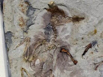 این پرنده با بیش از ۸۰۰ سنگ در گلویش خفه شده / عکس