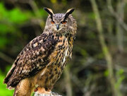 ببینید | عظمت و زیبایی جغد شاه بوف سوفیا