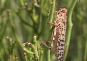 هرمزگان آماده مقابله با هجوم ملخ های صحرایی است