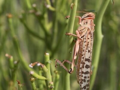 هرمزگان آماده مقابله با هجوم ملخ های صحرایی است