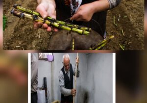 رئیس سازمان جهاد کشاورزی استان خبر داد: شهرستان لنگرود قطب تولید نیشکر است