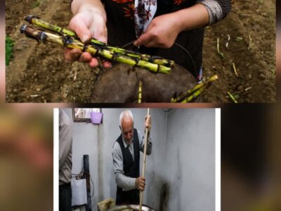 رئیس سازمان جهاد کشاورزی استان خبر داد: شهرستان لنگرود قطب تولید نیشکر است