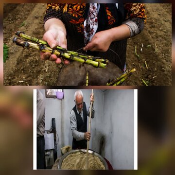 رئیس سازمان جهاد کشاورزی استان خبر داد: شهرستان لنگرود قطب تولید نیشکر است