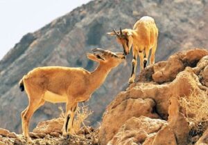 آغاز سرشماری زمستانه پستانداران در زیستگاه‌های کردستان/ بهره گیری از پهباد و تجهیزات نوین