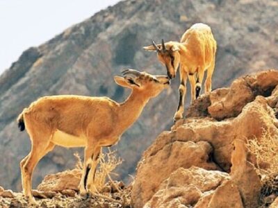 آغاز سرشماری زمستانه پستانداران در زیستگاه‌های کردستان/ بهره گیری از پهباد و تجهیزات نوین