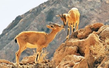 آغاز سرشماری زمستانه پستانداران در زیستگاه‌های کردستان/ بهره گیری از پهباد و تجهیزات نوین